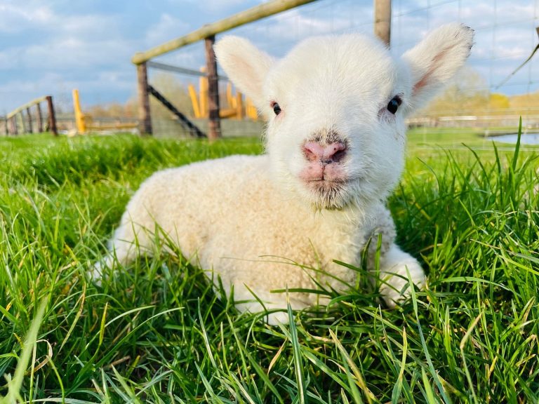 Mini Meadows Farm Park only 10 mins drive