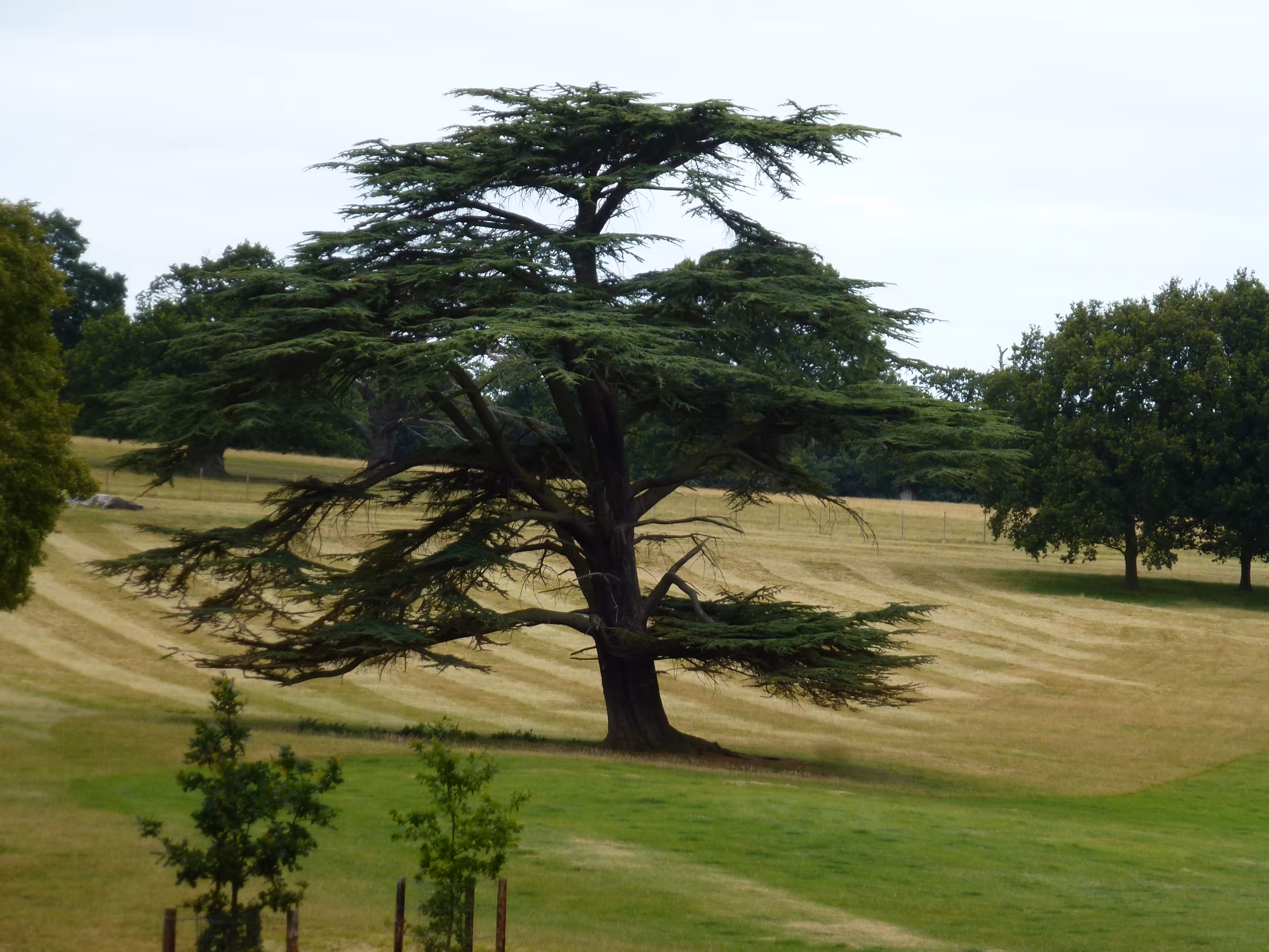 A mature tree in the deer park at Althorp House