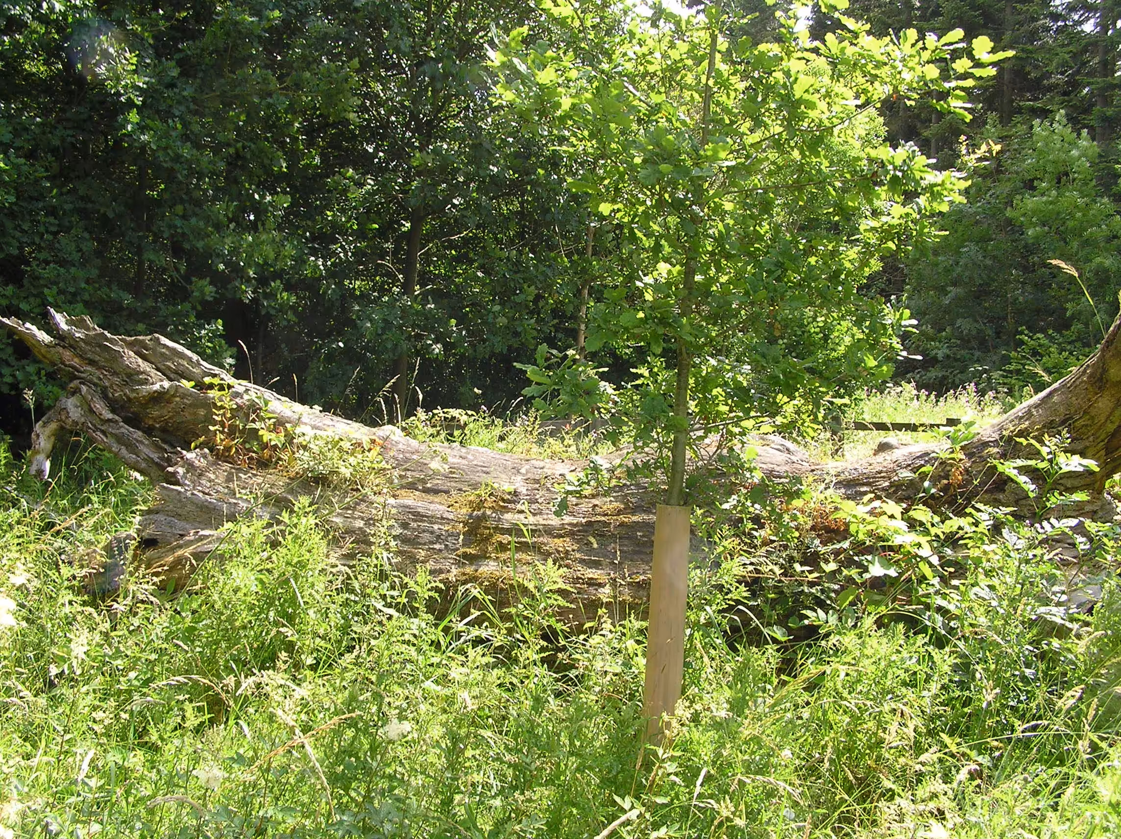 An ancient oak tree in Salcey Forest, Northamptonshire