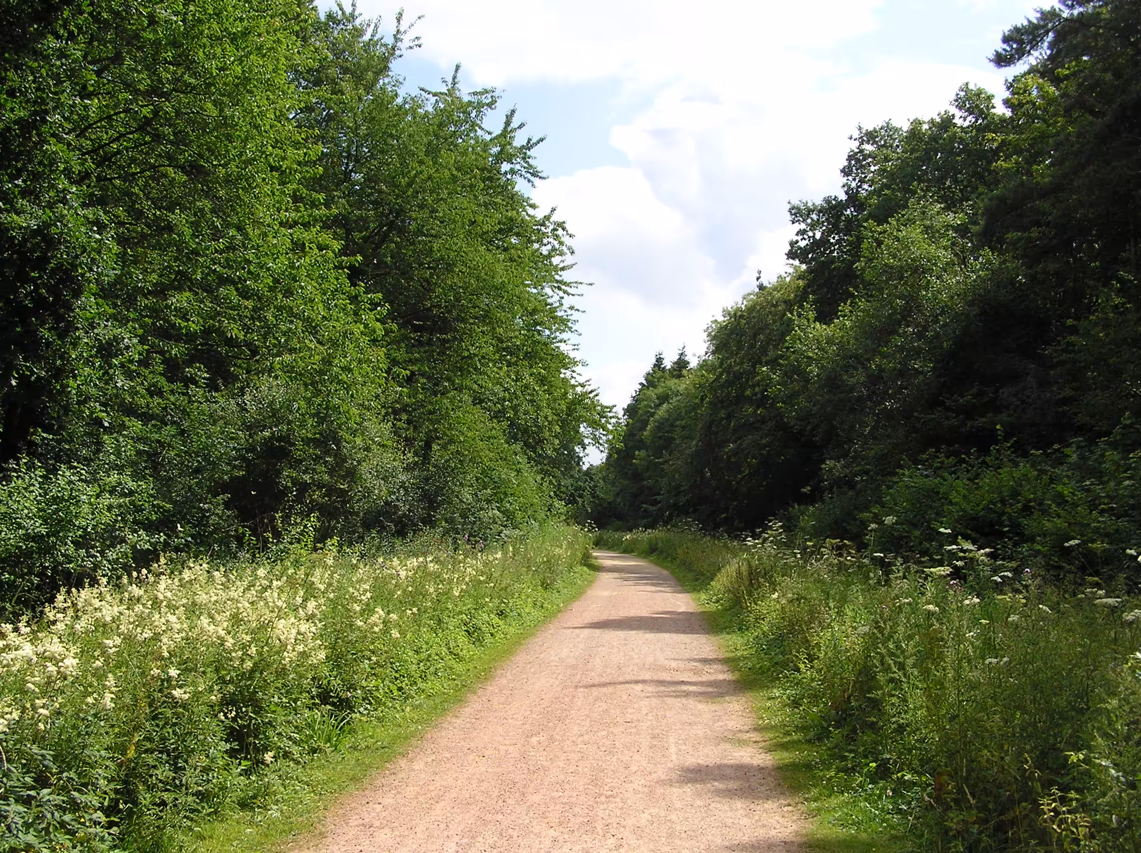 A forest track through Salcey Forest, Northamptonshire