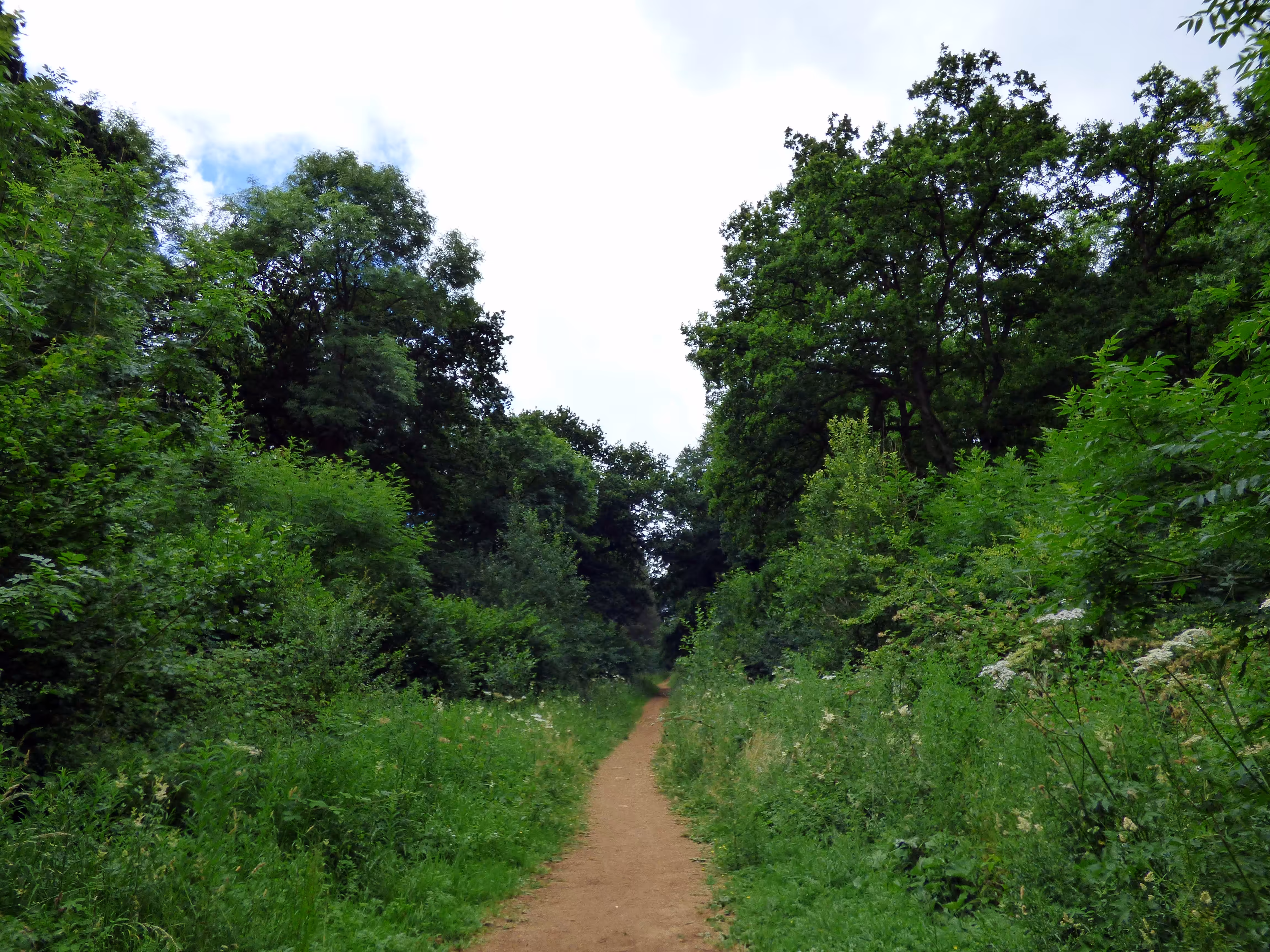 A woodland path through Salcey Forest, Northamptonshire