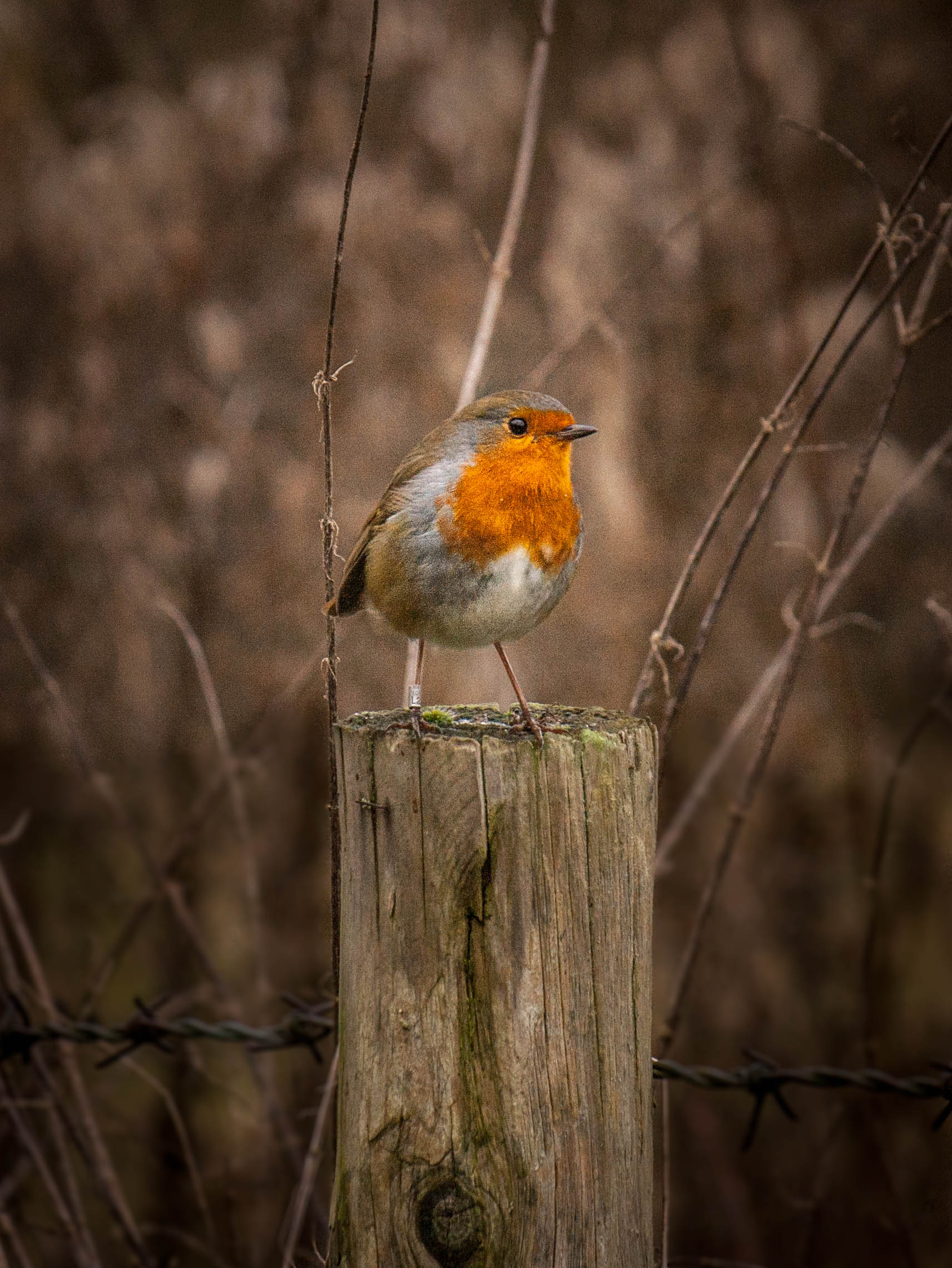 A robin perched on a fence post at Brixworth Country Park beside Pitsford Water