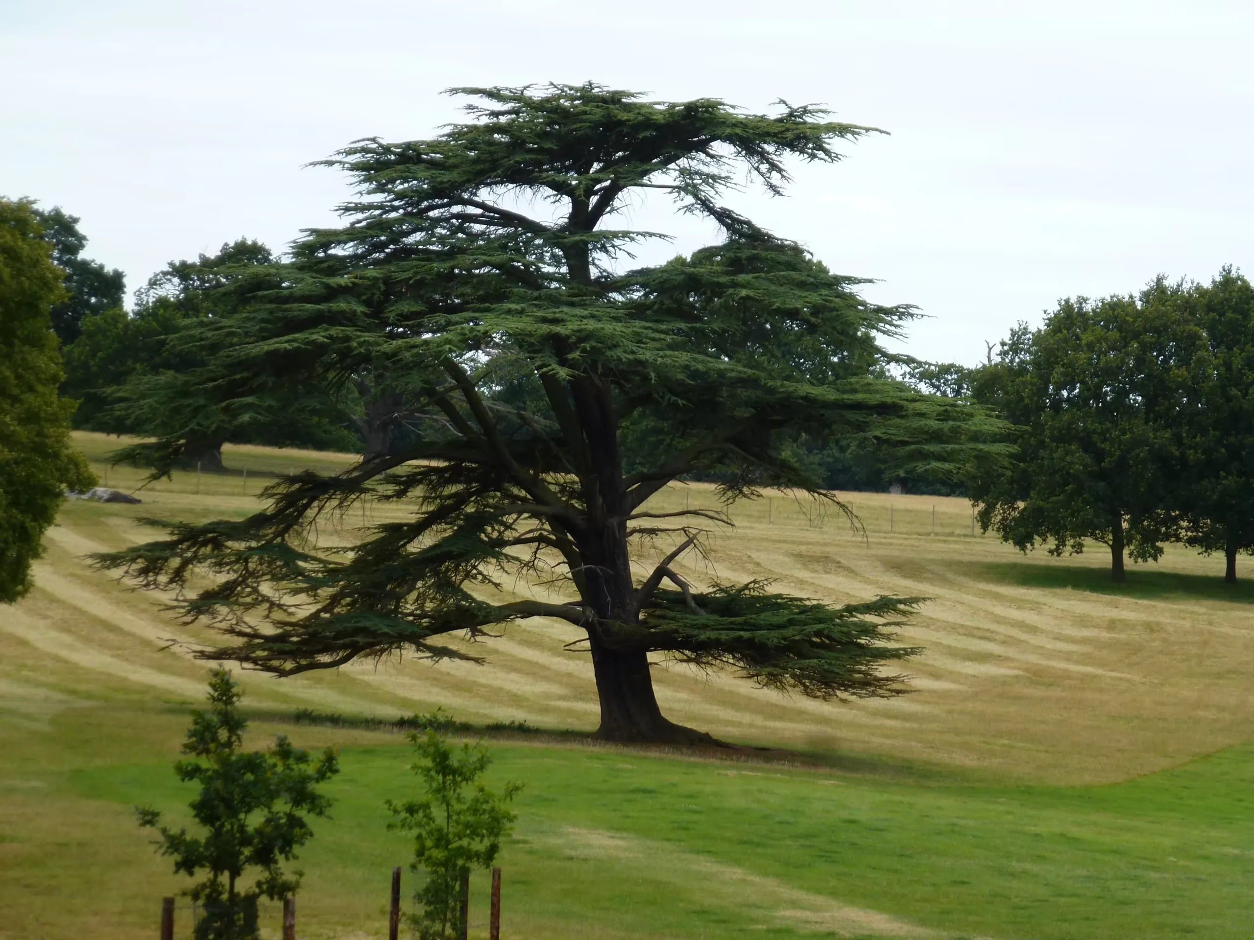 A mature tree in the deer park at Althorp House