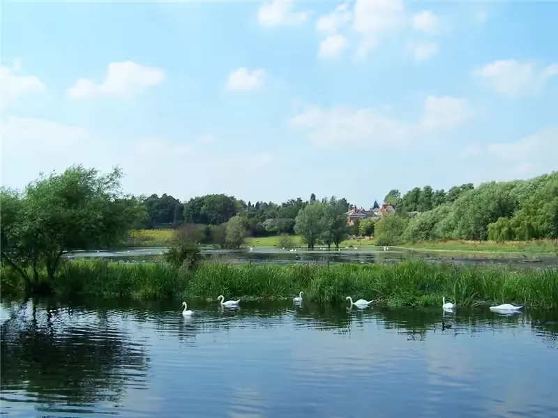 Swans on a reed-fringed lake under a blue sky