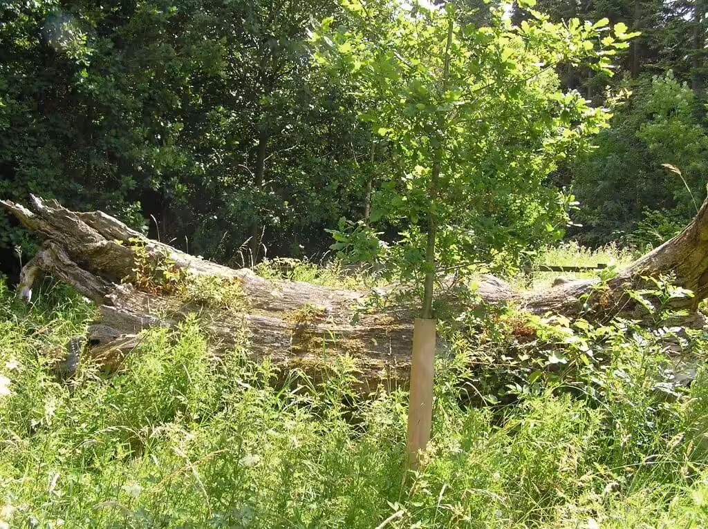An ancient oak tree in Salcey Forest, Northamptonshire