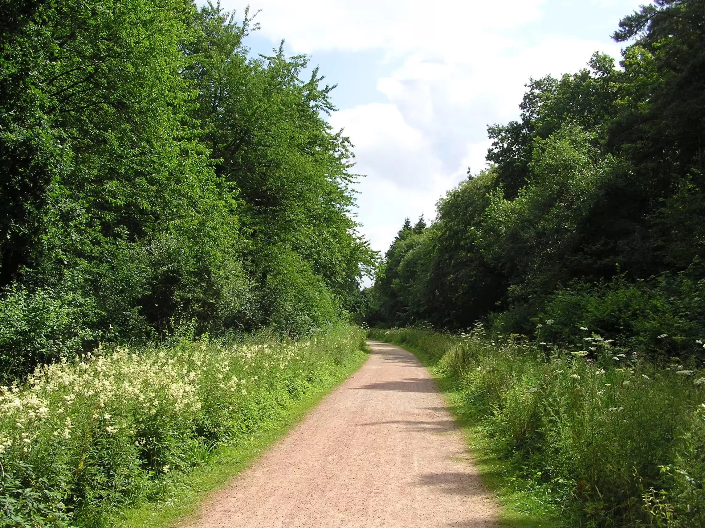 A forest track through Salcey Forest, Northamptonshire
