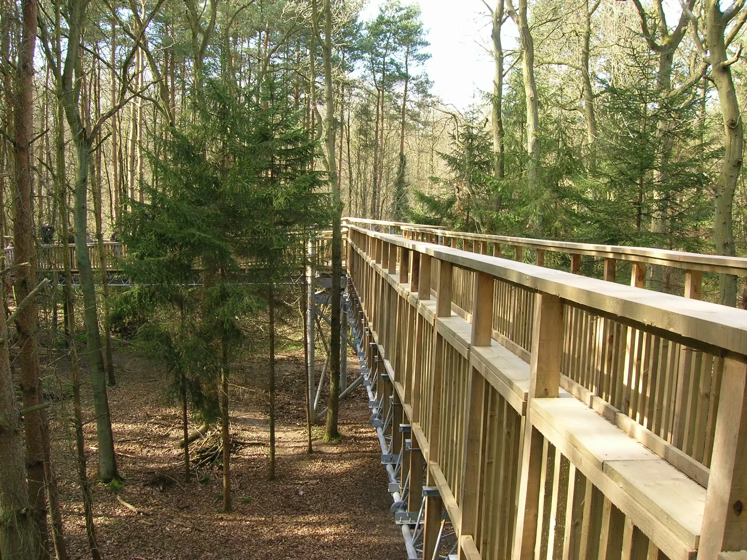 The former Tree Top Way walkway at Salcey Forest