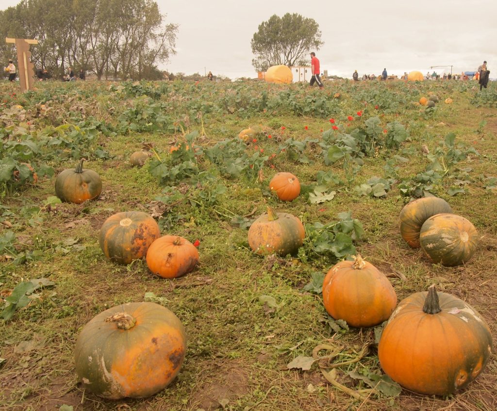 Orange pumpkins ready to pick in a pick-your-own pumpkin field in England